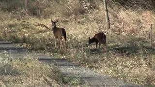 Black-tailed deer. Чернохвостый олень (292sp)