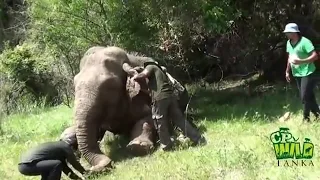 Injured Elephant | Amazing elephant treatment | Wildlife | Animaux