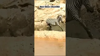 zebra tries to save foal from attacking leopard #wildanimals