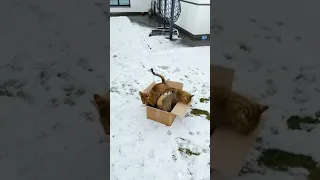 Снежный дом для чаузи 😸❄️| Snow house for chausie ☃️😸