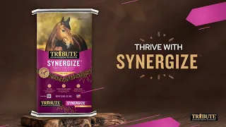 Introducing Synergize™ from Tribute Equine Nutrition