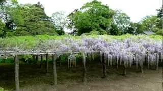 樹齢１２００年の牛島の藤