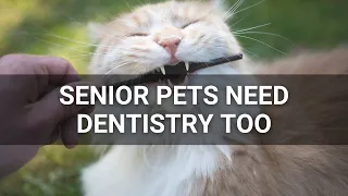 Senior Pets Need Dentistry Too