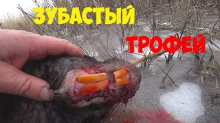 Нутрия. Охота на нутрию с собакой. Hunting for nutria with a dog.