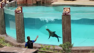 Sea Lion Tenerife Show JUNGLE PARK