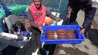 TRAINEIA RABO PEIXE NA PRAIA