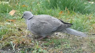 Turkish Dove  (Streptopelia decaocto) - Majavatnet Grane Nordland Norway 2024