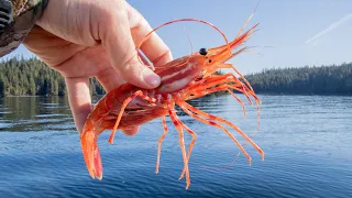 Catching Huge Spot Prawns (Shrimp) in Alaskan Waters