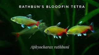 Rathbun's Bloodfin Tetra/ Green Fire Tetra (Aphyocharax rathbuni) in the Planted Community Aquarium
