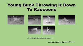 Young Buck Throwing It Down To Raccoons