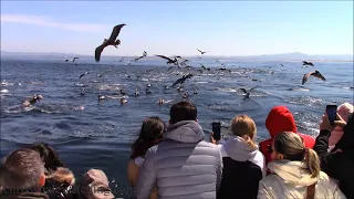 5.6.24 Risso's Dolphin, Common Dolphin & Humpback Whales