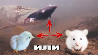 Рыбалка🎣 - ШОК! Реакция Щуки на Мышь🐁 Крысу🐀 Цыплёнка🐥 Атаки ЩУК Подводная съёмка