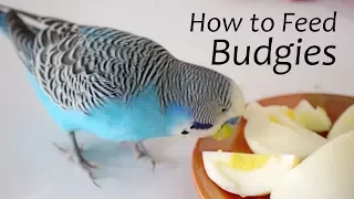 How to Feed Budgies | Choosing the Right Foods - ReEdit