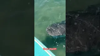 Huge shark attacks paddle board in Florida!