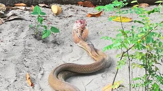 Indian Cobra mating video