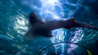 2019-11-05 Tenerife - Loro Parque - Shark aquarium