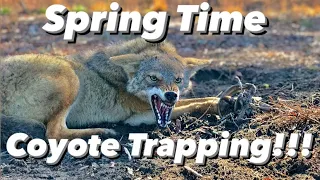 Coyote Trapping - Trapping the Spring Time