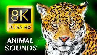 ANIMAL SOUNDS 8K ULTRA HD
