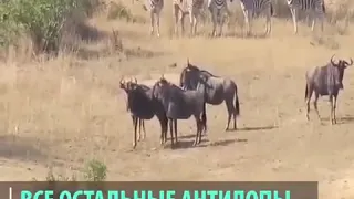 Крокодил против антилопы