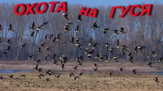 # 42 Охота на гуся!!! Лучшие налёты и выстрелы!!! Hunting for a goose !!! Full version!!!