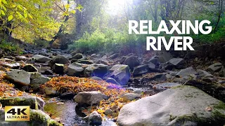 4K-Nature stream in Autumn-Relaxing river-Sounds for Sleeping and Meditation-No Birds