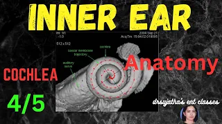 012. Anatomy of Inner Ear - Part - 4/5; The Cochlea