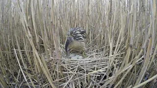 Выпь большая 170507 2 ГРЭС 170507 GP сидит на яйцах 3