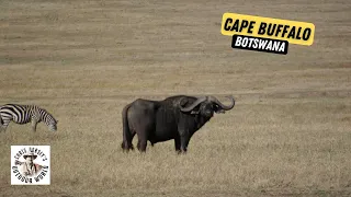 A Giant Botswana Cape Buffalo