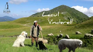 Cu oile la păscut pe langă LACUL VINDEREL | Întâmplări ciobănești cu URS și LUP|Oile lui Mihai Beuca