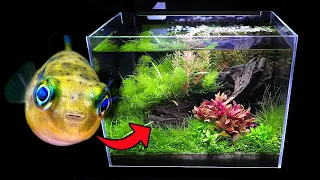 Adding PUFFER Fish To 4.4 gal Dirted NANO Tank (4 MONTH UPDATE: NO CO2, LOW TECH AQUASCAPE)