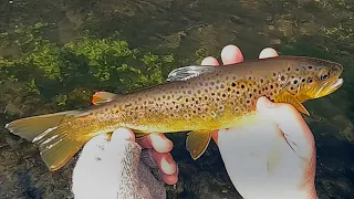 Tenkara in the Iowa Driftless - Vlog #58