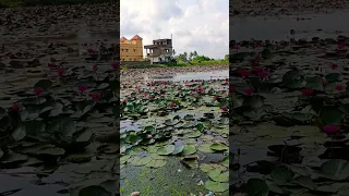 Lotus / Beautiful Lotus pond#shortsfeed#shorts#lotus#beautiful#flowers#nature#tamilstatus#tamil#100