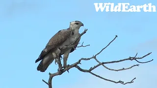 WildEarth - Sunrise  Safari - 19 May 2022