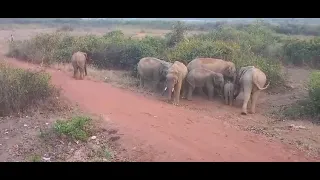Barjora janjol elefant 🐘🐘🐘🐘🐘🐘