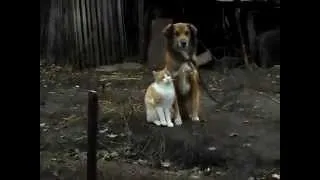 Best Friends / Кот и Собака