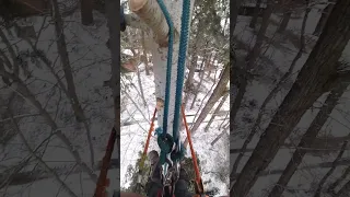 my least favorite way to cut trees #firtree #trees #treeclimbing