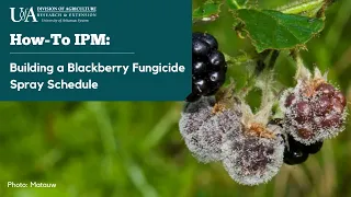Managing Diseases in Blackberry - Building a Fungicide Spray Schedule