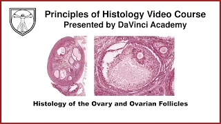 Histology of the Ovary and Ovarian Follicles [Female Reproductive Histology Part 1 of 2]
