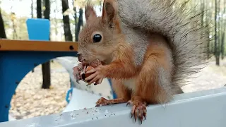 Кормил бельчонка, но Ушастик нашёл меня / I was feeding a squirrel, but Ushastik found me