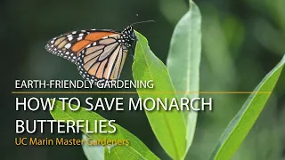 How to Save Monarch Butterflies