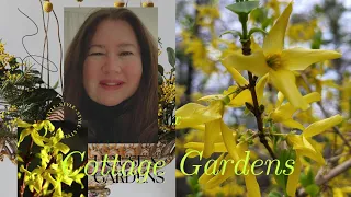 Cottage Gardens Forsythias | Gardens | Cottage Projects || (Garden Reply)