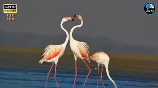 🌿 Nature Relaxation 🦩Wildlife Flamingos Filmography /Calm Music For Peace and Relaxation /🌱Nature