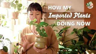 Before & Now | How All My Imported Plants Doing Now | Houseplant Unbox Update