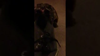 Tortoise humps my shoe!