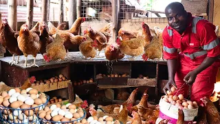 From Rugs to a Chicken King in UGANDA | Shocking! Harvesting Thousands of Eggs