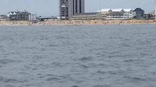 Dolphins | Sea Rocket Speed Boat | Ocean City, MD