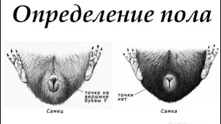 Как определить пол морской свинки? Самец или самка?