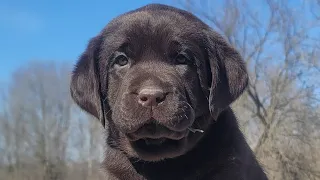 Autumn's Puppies~ Cute Lab Puppies Enjoying the Nice Spring Weather!🐶💓 DJ Labradors