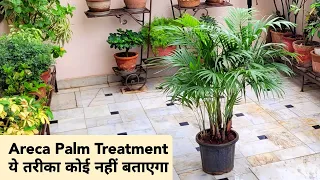 Areca Palm की जड़ों में एक बार ये चीज़ लगा कर देखो / Areca palm care