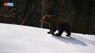 Medvěd na sjezdovce